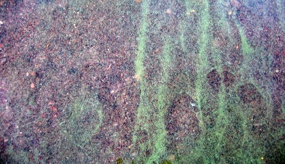 Blue-green algae